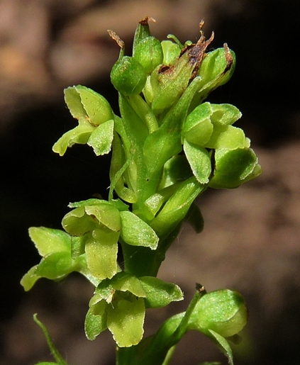 {Platanthera flava var. flava}